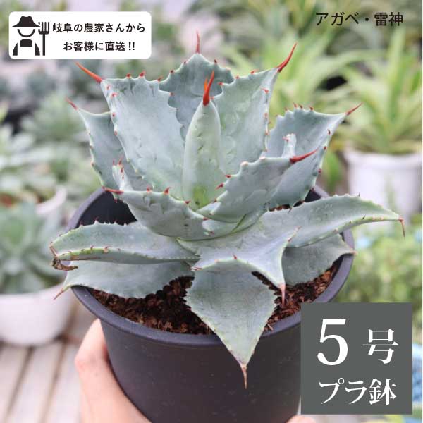 楽天市場】アガベ 5号の通販