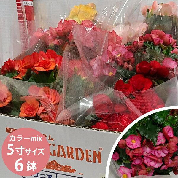 リーガス ベゴニア 花苗 6個 セット(5寸 5号 15cmポット) エラチオールベゴニア 卒業式 卒園式 祭壇や..