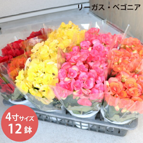 リーガス ベゴニア 花苗12個 セット(4寸4号 12cmポッ
