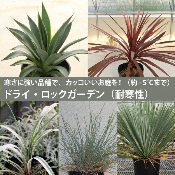 【ふるさと納税】オリーブ苗木（4号ポット）　　【 植物 オリーブの苗木 植物の苗木 風媒花 グリーン 庭 ガーデン 玄関 インテリア グリーンインテリア 】