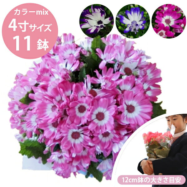 サイネリア 鉢花 11個 セット(4寸 4号 12cmポット) 卒業式 卒園式 入学式 入園式 祭壇や記念品に！ 鉢 ギフト 学校 幼稚園 保育園 謝恩会 舞台 壇上花 市場直送 送料無料 シネラリア [H]
