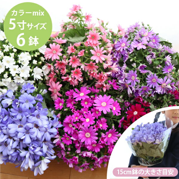サイネリア 鉢花 6個 セット(5寸 5号 15cmポット)シネラリア 卒業式 卒園式 祭壇や記念品に！ 鉢 ギフ..