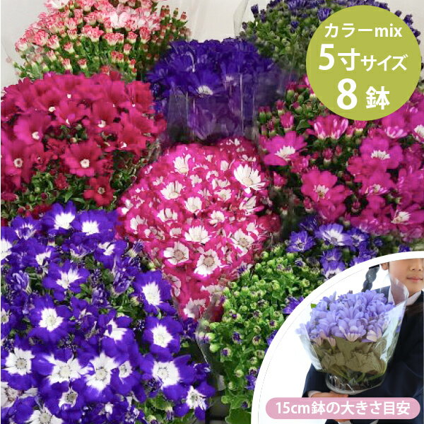 ［2025年分予約開始！］サイネリア 花苗 8個 セット(5寸 5号 15cmポット) 卒業式 卒園式 祭壇や記念花に！ カラーミックス 苗 鉢 記念 ギフト 花壇 庭 市場直送 学校 幼稚園 保育園 公園 贈答 シネラリア [H]