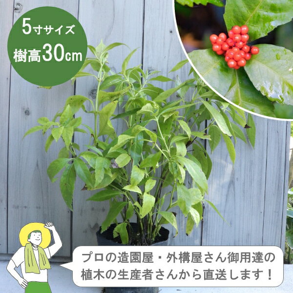 ［生産者直送］センリョウ（千両）赤い実 常緑　低木 樹高約30cm 15cmポット 　縁起　柊　植木　 植栽　センリョウ科 /［IO］