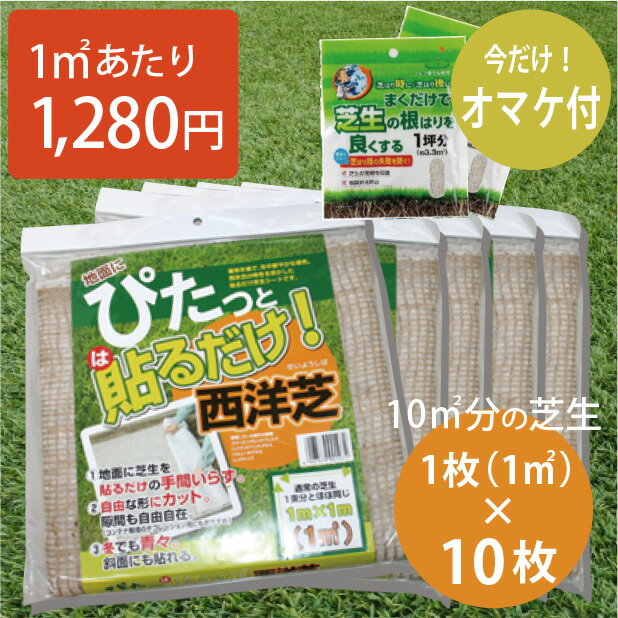 安く天然芝にしたいなら 貼るだけ 芝生シート 10セット 天然芝 西洋芝 10平方m 芝生 ケンタッキーブルーグラス トールフェスク ペレニアルライグラス 暑さにも強い品種 外構 庭 1平方mあたり12…