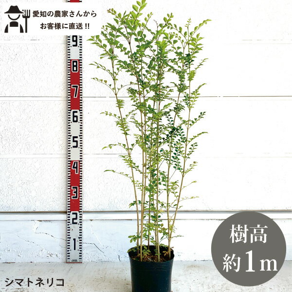 楽天市場】【現品発送】シマトネリコ 樹高1.9-2.3m(根鉢含まず