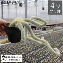 シロヒモサボテン ヒルデウィンテラ 4号鉢 1鉢 ねこのしっぽ 紐サボテン カラデモノニス ヒルデウィンデラ 観葉植物 室内 新築祝い オフィスにも おしゃれ ...