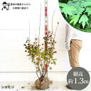 ［生産者直送］シロモジ　樹高約1.3m　送料無料　植木　庭木　落葉低木　紅葉　苗木　シンボルツリー　人気　植栽［t］