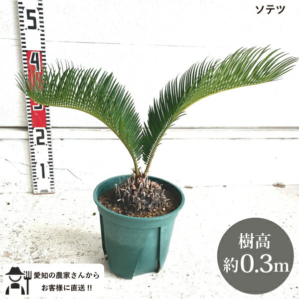 ソテツ ［生産者直送］ソテツ　樹高約30cm　送料無料　庭木　 鉢植え　人気　常緑低木　南国　［tokita］おしゃれ　シンボルツリー　 蘇鉄　風水　お祝い