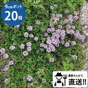 タイム ロンギカウリス 這い性 ほふく性 早咲き クリーピングタイム 無農薬栽培9cmポット 苗 20個 セット ハーブ 常緑 グランドカバー　イングリッシュガーデン 多年草 丈夫 