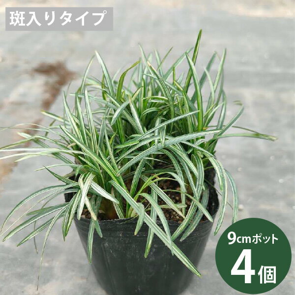 ���ޥ�奦 3�����å� ��ε �������ε ��ε 7.5-10.5cm 3��12�ĥ��å� �����ɥ��С� �¥���� ����¿ǯ�� �������ɥ����ǥ� ��������TK�ϥ�奦�Υҥ�