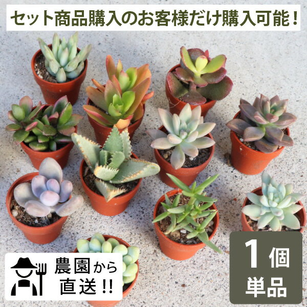 ［セット購入者限定の追加単品購入用］農場直送！多肉植物 1寸 (1号 3cmポット)1個単品 多肉 ミニ 多肉 苗 寄せ植え 入門 寄植え 品種 アソート おまかせ お得 まとめ買い 寄植 大量 お買い得 おうち時間 キット ［G］