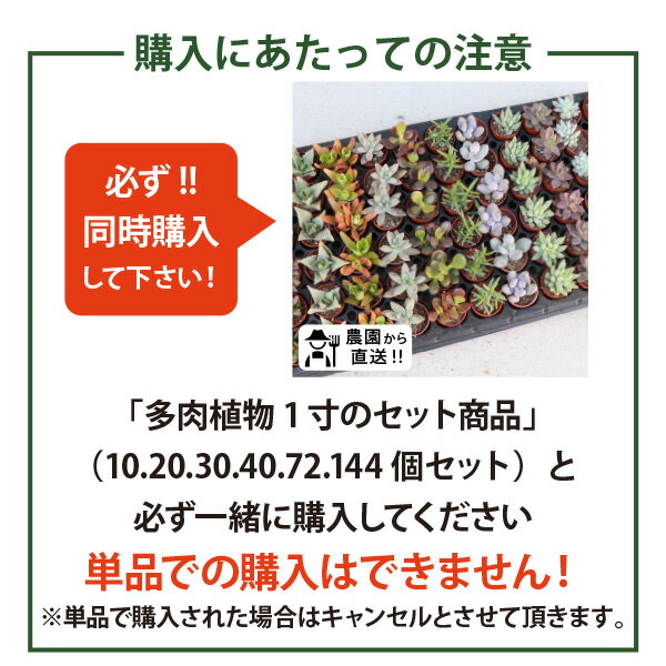 ［セット購入者限定の追加単品購入用］農場直送！多肉植物 1寸 (1号 3cmポット)1個...