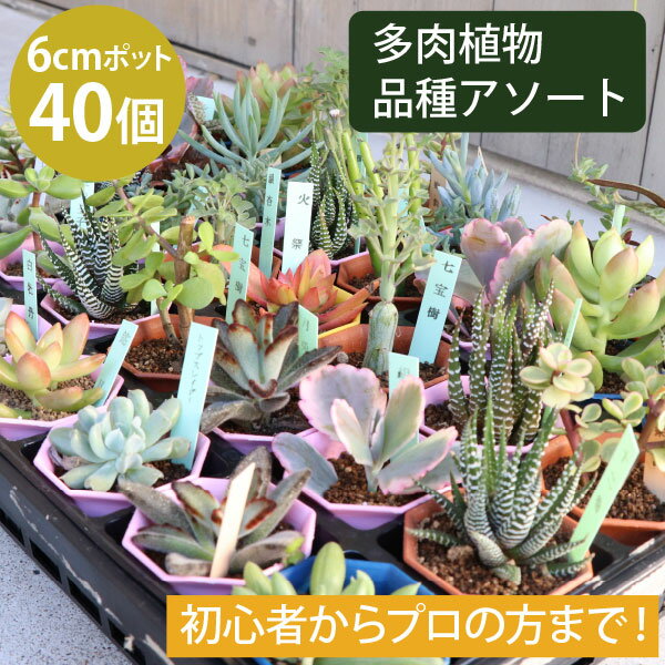 多肉植物 2寸 2号 6cmポット 40個 多肉 セット 苗 ノベルティ ギフト 記念品 景品 粗品 寄せ植え エケベリア カランコエ ハルオシア 初心者 入門 寄植え 品種 アソート 市場直送 [H]