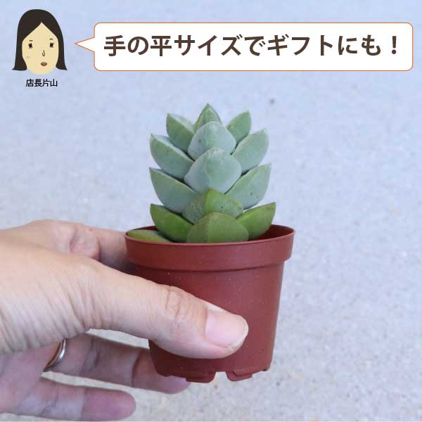 多肉植物 2寸 (2号 6cmポット) セット 苗 ノベルティ ギフト 記念品 景品 粗品 寄せ植え エケベリア カランコエ ハルオシア初心者 入門 寄植え 品種 アソート [G]