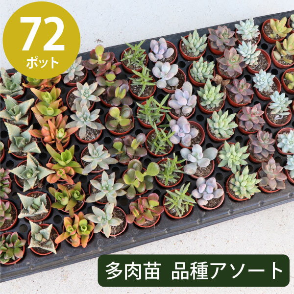 多肉植物 1寸 1号 3cmポット 72個 多肉 セット 苗 ノベルティ ギフト 記念品 景品 粗品 ケース 寄せ植え エケベリア カランコエ ハルオシア 初心者 入門 寄植え 品種 アソート おまかせ 市場直…