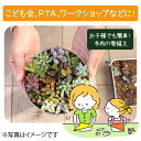 多肉植物 1寸 (1号 3cmポット)144個 多肉 セット 苗 こども会 PTA ワークショップ イベント キッズ 子供会 夏祭り 工作 親子 小学校 ノベルティ ギフト 記念品 ケース販売 まとめ買い ミニ 寄植 大量 キット 男の子 女の子 低学年 高学年 地域 親子会 学童 町内会［G］ 2