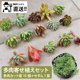 生産者直送！多肉カット苗（15個）とセダム1苗　寄せ植えセット初心者の方も簡単！ 農家直送　多肉寄せ植え 寄せ植えキット 多肉植物 カット苗