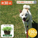【約30平方メートル用 150個セット】ペットの尿害に強い!西洋芝 ティフトン419 芝苗 (5cm角ポット) ドッグラン 暖地型 スポーツ芝 キャンプ場 まとめ買い ティフトン 西洋芝 天然芝