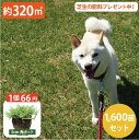 大量セット!【約320平方メートル用 1600個セット】1ポット66円!暑さ、乾燥、踏圧、ペットの糞尿に強い!西洋芝 ティフトン419 芝苗 (5cm角ポット) ドッグラン 暖地型 スポーツ芝 キャンプ場 まとめ買い ティフトン 西洋芝 ペット 犬