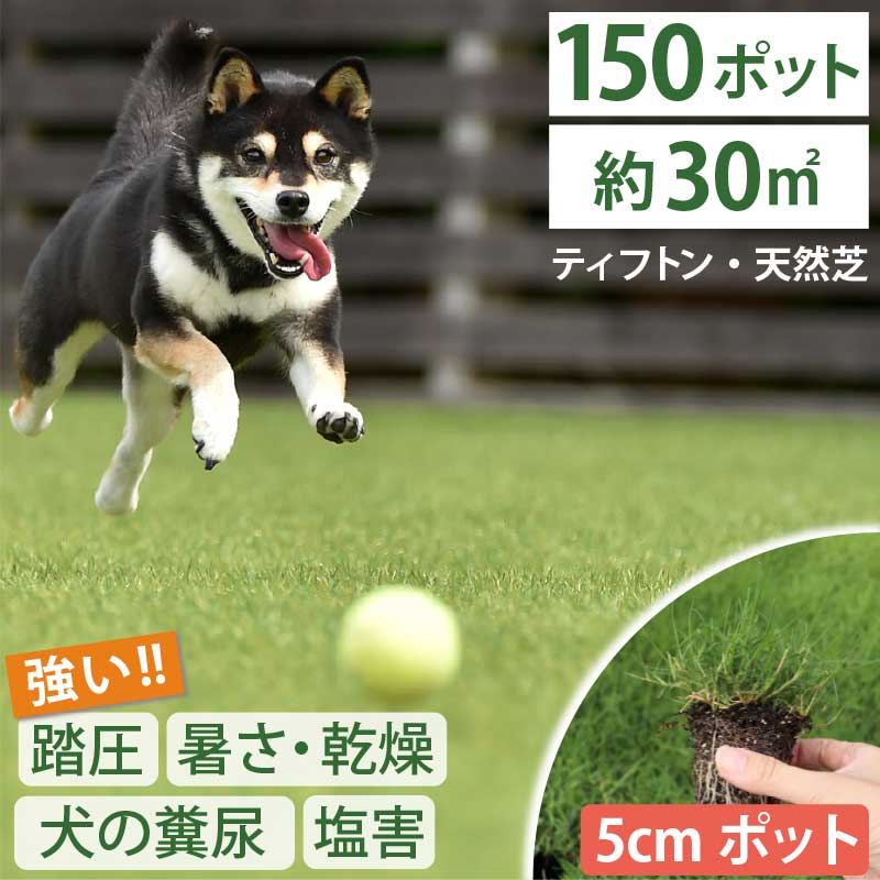 【約30平方メートル用 150個セット】ペットの尿害に強い！西洋芝 ティフトン419 芝苗 (5cm角ポット) ドッグラン 暖地型 スポーツ芝 キャンプ場 まとめ買い ティフトン 西洋芝 天然芝