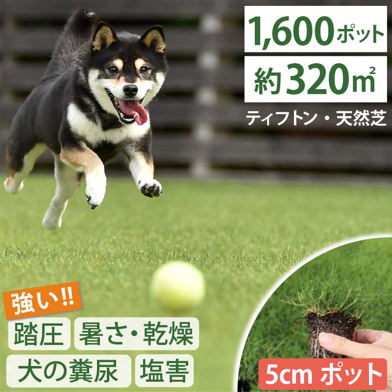 大量セット！【約320平方メートル用 1600個セット】1ポット66円！暑さ、乾燥、踏圧、ペットの糞尿に強い！西洋芝 ティフトン419 芝苗 (5cm角ポット) ドッグラン 暖地型 スポーツ芝 キャンプ場 まとめ買い ティフトン 西洋芝 ペット 犬