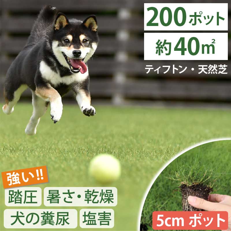 【約40平方メートル用 200個セット】暑さ、乾燥、踏圧、ペットの糞尿に強い！西洋芝 ティフトン419 芝苗 (5cm角ポット) ドッグラン 暖地型 スポーツ芝 キャンプ場 まとめ買い ティフトン 西洋芝 ペット 犬 天然芝