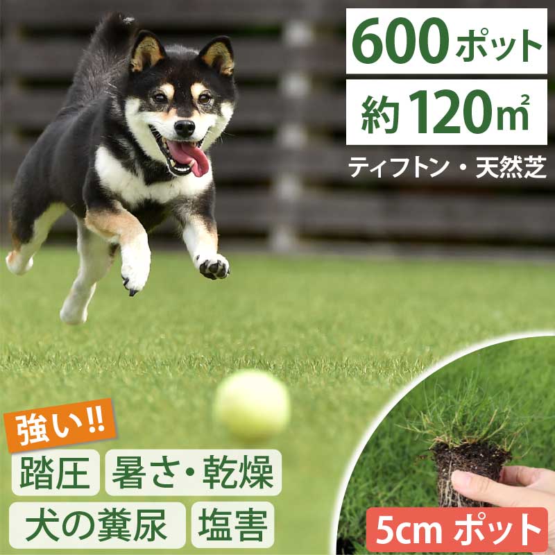 大量セット！【約120平方メートル用 600個セット】暑さ、乾燥、踏圧、ペットの糞尿に強い！西洋芝 ティフトン419 芝苗 (5cm角ポット) ドッグラン 暖地型 スポーツ芝 キャンプ場 まとめ買い 天然芝 西洋芝 ペット 犬