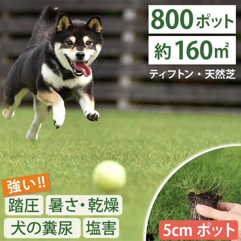 【約160平方メートル用 800個セット】1ポット70円！暑さ、乾燥、踏圧、ペットの糞尿に強い！西洋芝 ティフトン419 芝苗 (5cm角ポット) ドッグラン 暖地型 スポーツ芝 キャンプ場 まとめ買い ティフトン 西洋芝 ペット 犬 天然芝