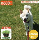 大量セット!【約600平方メートル用3000個セット】1ポット66円!暑さ、乾燥、踏圧、ペットの糞尿に強い!西洋芝 ティフトン419 芝苗 (5cm角ポット) ...