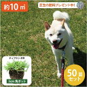 【約10平方メートル用 50個セット】ペットの尿害に強い!西洋芝 ティフトン419 ティフトン 芝苗 (5cm角ポット) ドッグラン 暖地型 スポーツ芝 キャンプ場 まとめ買い 芝 苗 芝生 西洋芝 年中植え付け可能! 天然芝