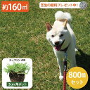 【約160平方メートル用 800個セット】1ポット70円!暑さ、乾燥、踏圧、ペットの糞尿に強い!西洋芝 ティフトン419 芝苗 (5cm角ポット) ドッグラン 暖地型 スポーツ芝 キャンプ場 まとめ買い ティフトン 西洋芝 ペット 犬 天然芝