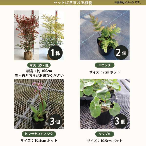 ソラニワのシンボルツリーと宿根草のセット ［和モダン・半日陰］植木・下草・庭石のセット 自分で植えよう！ローメンテナンス 玄関前　外構　エクステリア［GM］［t］｜アングル2