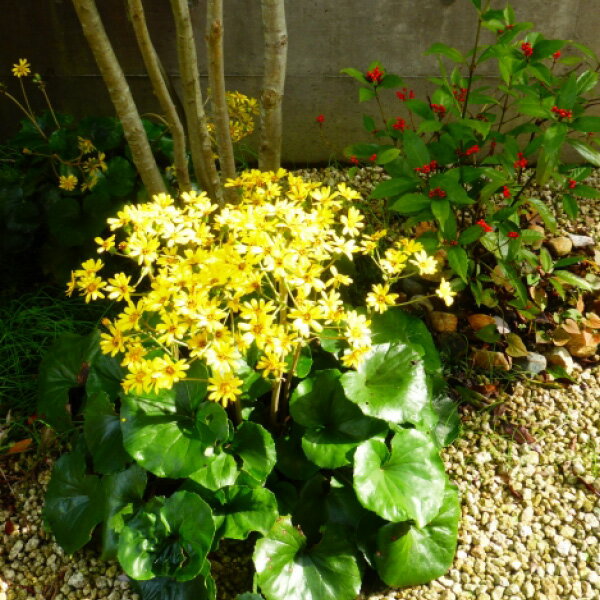 ツワブキ 石蕗 苗 10～40個 セット (3.5号 10.5cmポット) 和風 日陰 シェードガーデン ローメンテナン..