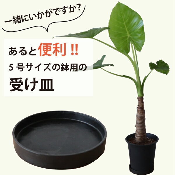 ［5号サイズの観葉植物の苗 購入者限定！］サイズピッタリ！黒鉢用の受け皿（高さ2cm、直径11cm）水やりが楽！床や置く場所を汚さないために！鉢カバー　おしゃれ　インテリアグリーン　植木鉢　カワイイ　室内　屋内［g］