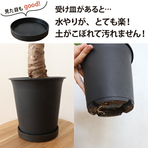 ��5�極�����δ��տ�ʪ���� �����Ը��ꡪ�ϥ������ԥå��ꡪ��ȭ�Ѥμ������ʹ⤵2cm��ľ��11cm�˿��꤬�ڡ������֤���������ʤ�����ˡ�ȭ���С���������졡����ƥꥢ���꡼�󡡿���ȭ�����磻�������⡡�����g��