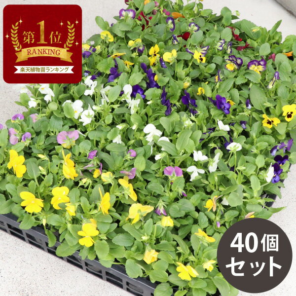 ［2/23 09:00迄のご注文で今季終了］ ビオラ 花苗 カラーミックス 40個 セット 先着150名にまくだけ肥料付! (3号 9cmポット) 一年草　冬 まとめ買い 40株 色 ケース販売 冬の花苗花壇 大量 送料無料 お得 セット販売 寄せ植え ハンギング　ヴィオラ [H]