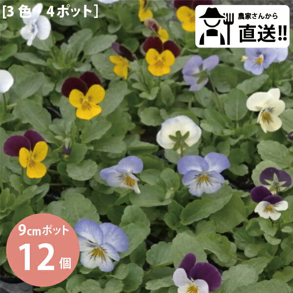 [予約販売：11月から発送開始]花付き 花持ちが違う！生産者直送！ビオラ 花苗 カラーミックス 12個 （3色4個）セット (3号 9cmポット) 冬 花壇 丈夫 まとめ買い 農家直送 [HM]のサムネイル
