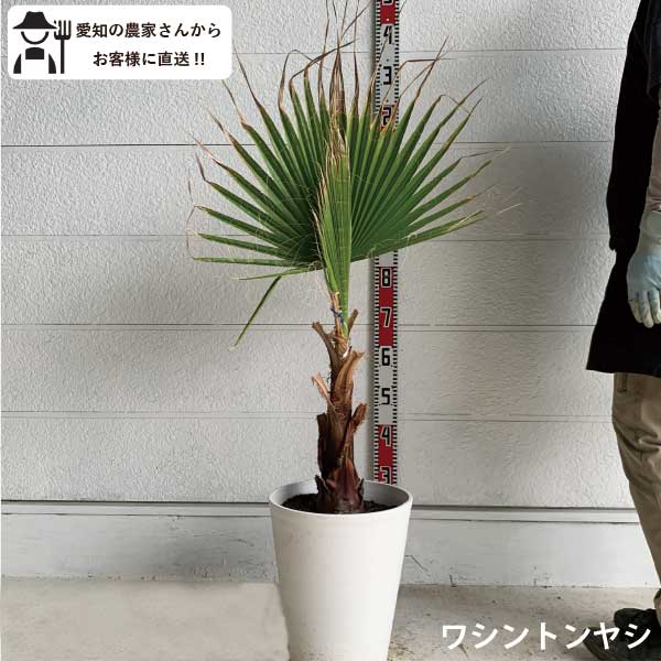 楽天市場】ワシントンヤシ(高さ(植物)71 ~ 130.9cm)の通販 楽天市場】ワシントンヤシ(高さ(植物)71 ~ 130.9cm)の通販