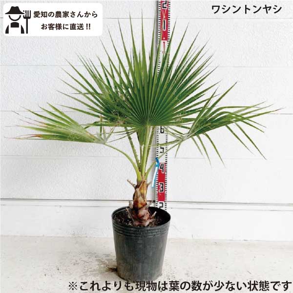 楽天市場】ワシントン ヤシの通販 楽天市場】ワシントン ヤシの通販