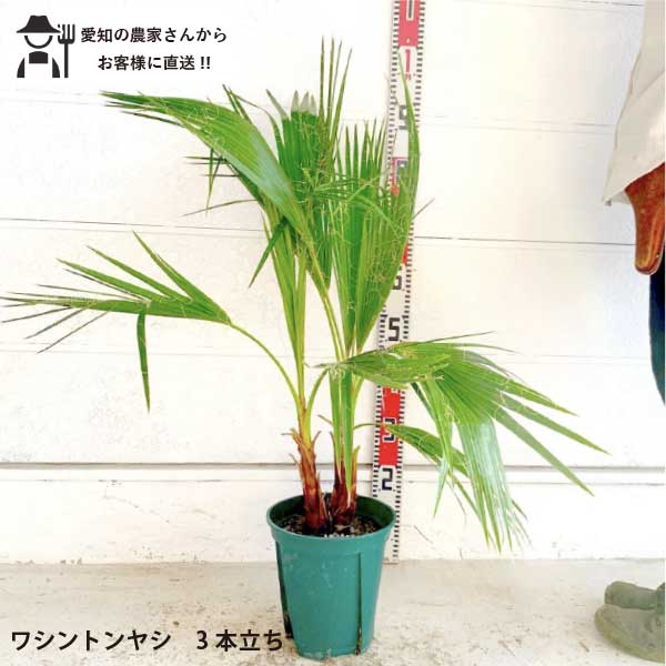 ［生産者直送］ワシントンヤシ　樹高約0.8m　3本立ち　庭木　苗木　シンボルツリー　 鉢植え　人気　常..