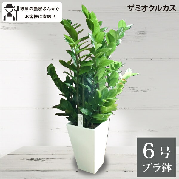 楽天市場】ザミオクルカス(高さ(植物)~ 70.9cm)の通販 楽天市場】ザミオクルカス(高さ(植物)~ 70.9cm)の通販