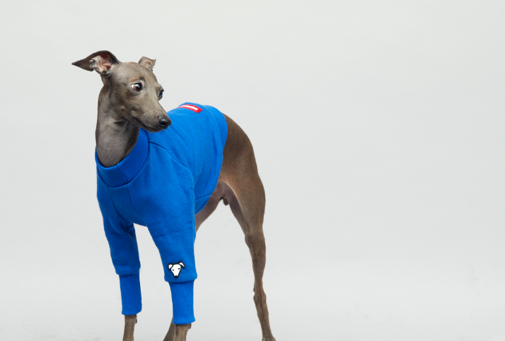 トレーナー フェイス：カットアウェイ ブルー サイズ S/M/L/XL/XX イタリアングレーハウンド・ウィペット専用 海外直輸入品 イタグレ 犬 服