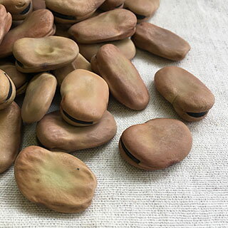 南米産 空豆