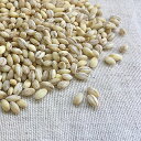 白もち麦 20kg 国産 送料無料 業務用紙袋