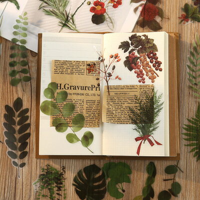 Naturalphotographseries (s51)40 ե졼 ƥå ʪ  礭 PET Ʃ ...