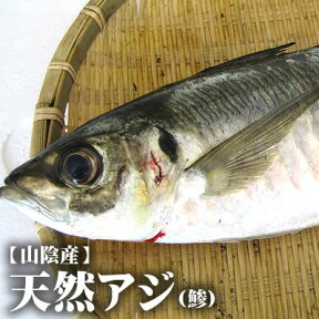 【スピード出荷】鳥取県産 天然アジ[生]大中　1匹(300-390g程度)【お刺身・煮つけ・塩焼き♪】