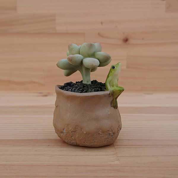 樂天商城 - オブジェ 置き物 インテリア雑貨 家具 インテリア 多肉植物 カエル A 蛙 オーナメント 縁起物 いろんな物が帰ってくる 合成樹脂 インテリアの雰囲気づくり オススメ