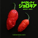食べられない ジョロキア 【2個】| ブート・ジョロキア ブートジョロキア 唐辛子 トウガラシ とうがらし 辛い 食品サンプル サンプル品 レプリカ 見本 見本品 フェイク 材料 部材 店舗 装飾 ディスプレイ 置物 インテリア 小物 撮影 写真撮影 食べれません taberemasen