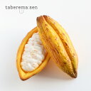 taberemasen 食べられない カカオ ポッド(カカオの実) カット イエロー